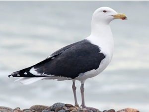 Цахлай  (Итэлгэн цахлай)